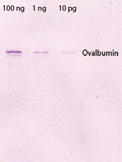 Ovalbumin Western Blot