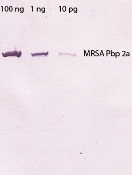 MRSA Pbp2a Western Blot