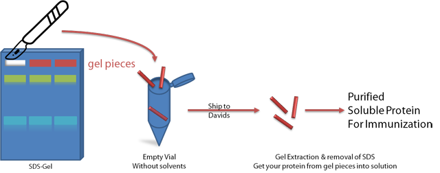 Affinity Purification Scheme