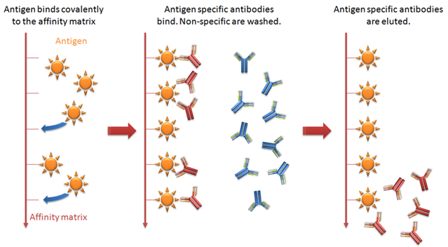 Affinity Purification Scheme