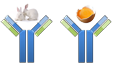 polyclonal antibodies