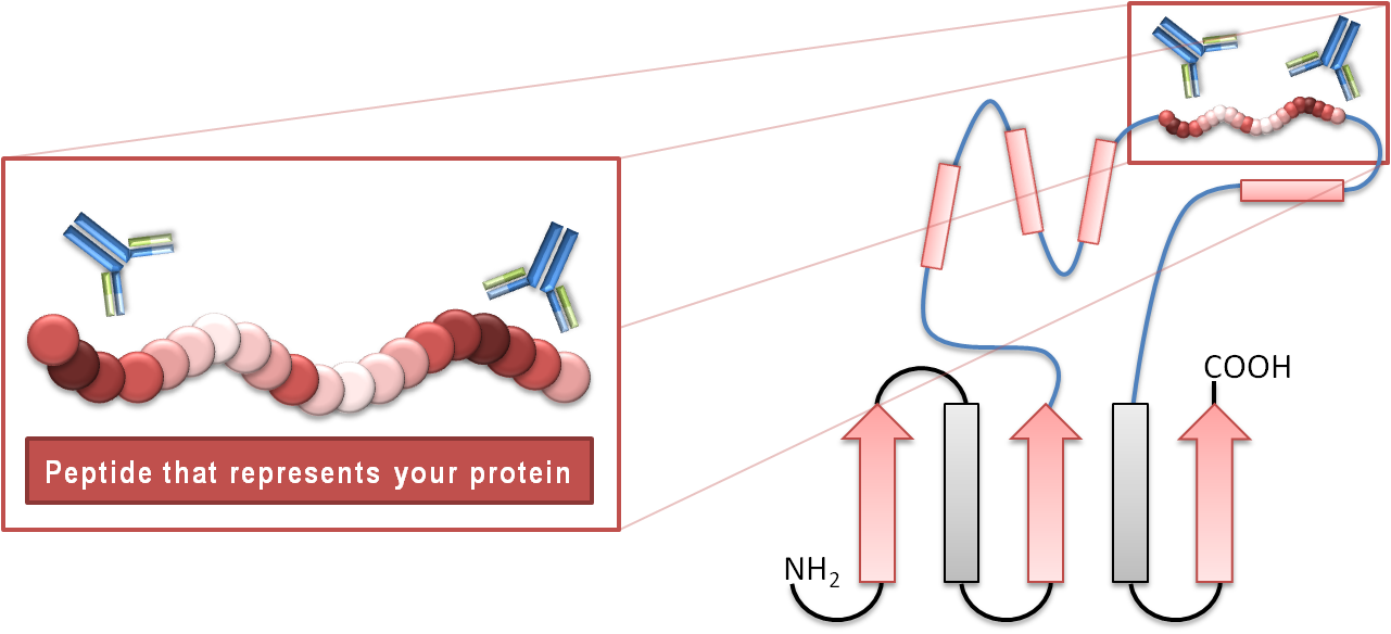 Peptides represent Protein - Peptide Antibodies