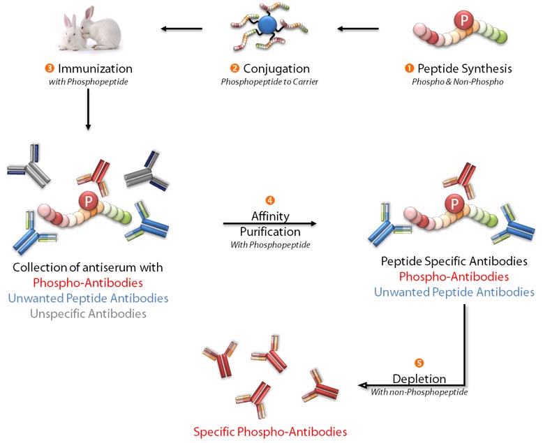 Phosphospecific Antibody Production Scheme